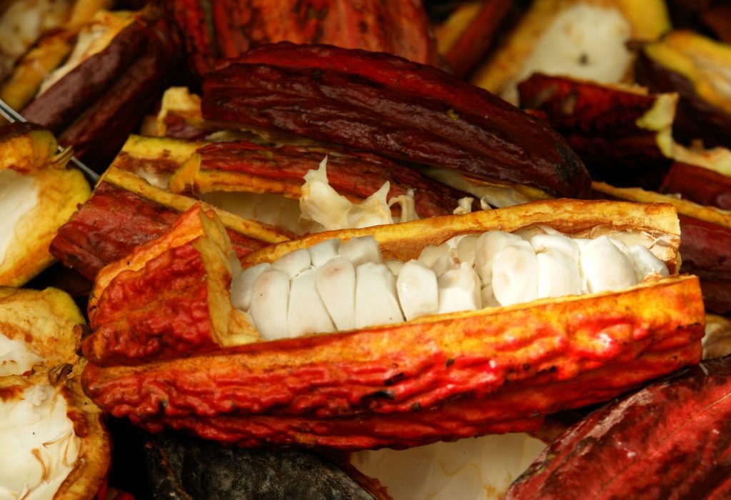 CACAO ABIERTO